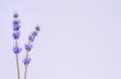 Fresh violet lavender flowers arranged on purple background. Flat lay, top view, copyspace.