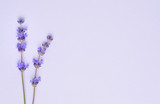 Fototapeta Lawenda - Fresh violet lavender flowers arranged on purple background. Flat lay, top view, copyspace.