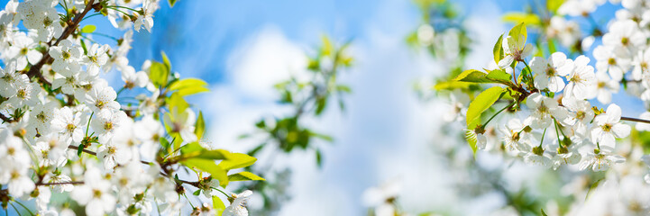 Wall Mural - Banner 3:1. Panorama of cherry blossom in full bloom. Nature background. Soft focus