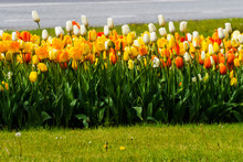 Beautiful Colorful Red, Yellow, White Tulips. A Flower Bed Of Tulips As A Decoration Of The City.