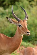 Impala Antelope In Kruger Park