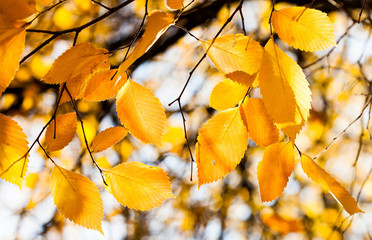 Canvas Print - Autumn forest background. Yellow leaves tree branch, selective focus.