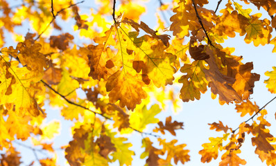 Canvas Print - Autumn foliage colorful yellow orange brown leaves, sunny day forest scene. Beautiful oak leaves background. Selective focus