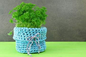 Fresh green organic parsley in pot. curly parsley plant in a blue Crochet Basket on green Wooden Table Background