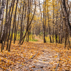 Canvas Print - Autumn alley park landscape. Fall season nature landscape with pathway, yellow leaves tree background.