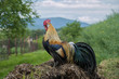 Closeup of golden rooster standing on pile of manure on traditional rural barnyard in the morning. Free range farming. Portrait of colorful long-tailed Phoenix cockerel. Cock walk and feed on farmyard