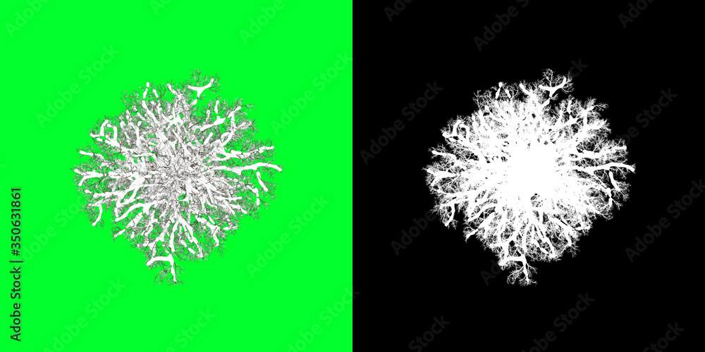 Top View Winter Tree 3D Render PNG Chroma Key Bakcground with Opacity ...