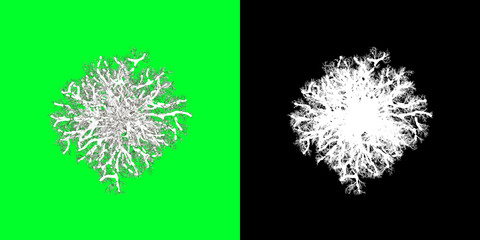 Top View Winter Tree 3D Render PNG Chroma Key Bakcground with Opacity Map for Cutout Compositing