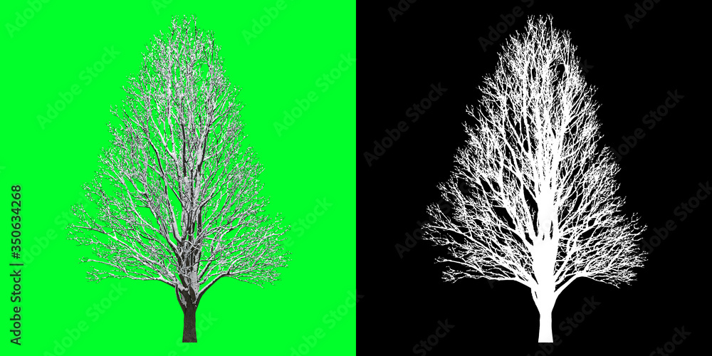Front View Winter Tree 3D Render PNG Chroma Key Bakcground with Opacity ...