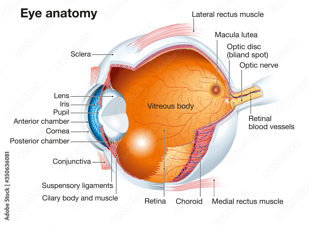 Human eye anatomy, labeled Stock Illustration | Adobe Stock