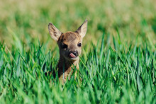 Fawn Closeup. Little White-tailed Fawn Standing In A Meadow .