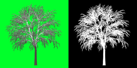 Wall Mural - left view winter tree 3d render png chroma key bakcground with opacity map for cutout compositing