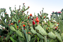 Many Prickly Pear Cactus With Red Flowers Blooming Isolated Over A Blue Sky In The Background - Beautiful Condensed Wallpaper