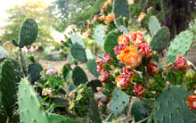 Prickly Pear Cactus With Pink And Orange Flowers Blooming In The Garden With A Bright Light - Closeup Beautiful Wallpaper