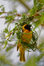 Southern Yellow Masked Weaver, Making A Nest During The Breeding Season In Namibia