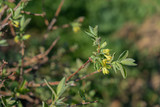 Fototapeta Do akwarium - Tiny twigs of a bush with small yellow flowers and new green leaves