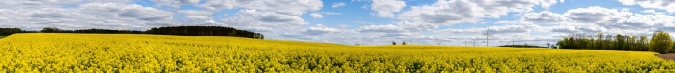 Fototapete - Panorama of a blooming field of rapeseed against a clear blue sky with shades caused by clouds