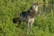 Timber Wolf Howling