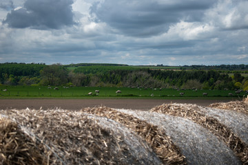 british countryside composed of a herd and a forest