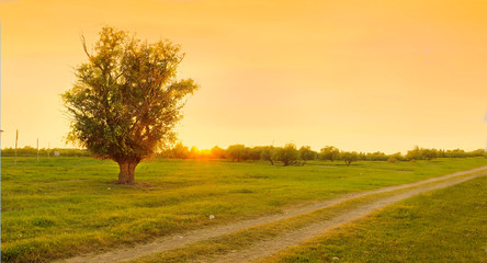 Wall Mural - Tree near the road against the setting sun.