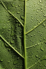 Bright Green Leaf Zoomed In With Rain Drops