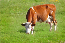 A Cow With Red Spots Grazes In A Meadow.