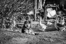 Good In The Village In Summer. Village Life In A Peaceful Neighborhood Dog And A Herd Of Geese
