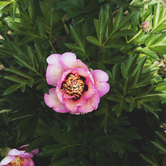 Sticker - Beautiful fresh pastel pink peony flower First Arrival in full bloom in the garden.