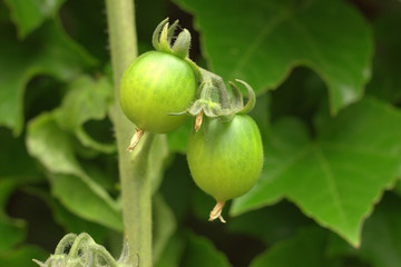 Two green tomatoes on the branches of a plant. The future crop in the garden