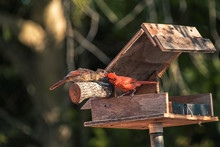 Male Northern Cardinal Feeding Juvenile On A Feeder