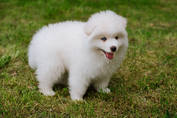  Little white puppy outdoors in the park. Close up. Pomsky puppy dog. Adorable mini husky little dog