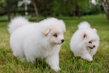  White little puppies playing on green grass during walking in the park. Adorable cute Pomsky Puppy dog , a husky mixed with a pomeranian spitz