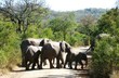 Rodzina słoni w Afryce.