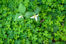Native Trillium Blooming Through A Field Of Shamrock, As A Nature Background
