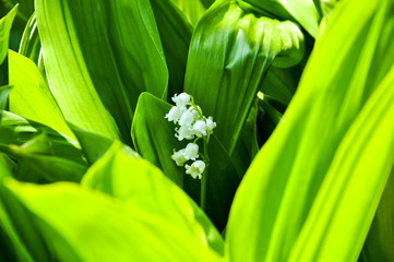 Tender white bell-shaped flowers of lily of the valley or Convallaria on the fresh green silky leaves background in the garden.