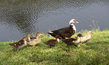 Female Muscovy Duck With Brownish Black And White Feathers And Red Face Patch And Her Brown And Yellow Ducklings Are Walking On Green Grass Along Gray Blue Rippled Water.