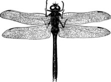 Profile Of A Garden Dragon Fly