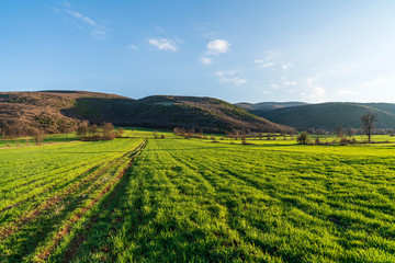 Beautiful green grass field at sunset of springtime day