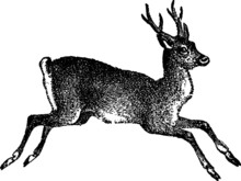 Running Young Wild Deer Sketch
