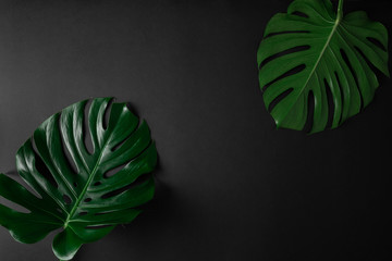 Wall Mural - Natural tropical mostera leaves border frame on abstract black background with room for text