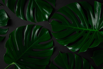 Wall Mural - Closeup of natural monstera leaves arranged into a pattern on abstract black background