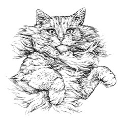 Wall Mural - Cat portrait. Hand drawn vector illustration isolated on white