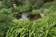 Garden Pond, A Green Biotope