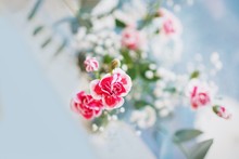 Little Red White Carnation Flowers On The Blue Gray Pastel Background, Copy Space