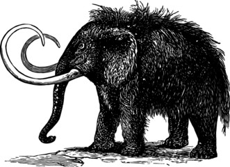 Hairy Mammoth Drawing, Vector Drawing of a 19th century engraving