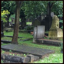 Old Cemetery With A Fox And Trees