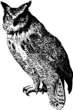Old Drawing Of A Horn Crested Owl
