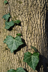 beautiful ivy leaves on the background of tree bark