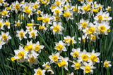 Fototapeta Tulipany - Classic white and yellow daffodils growing, and blooming, is a sunny garden
