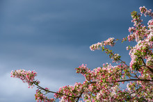 Ornamental Tree Blooming, Pink And White Flowers, Against A Stormy Sky Background

